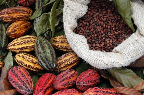  Il Grande Simposio del Cacao: Un Evento Muisca che Combina Tradizioni Ancestrali e Sacri Sacrifici Solari